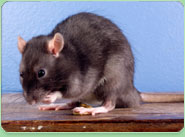 rat control North Sheen